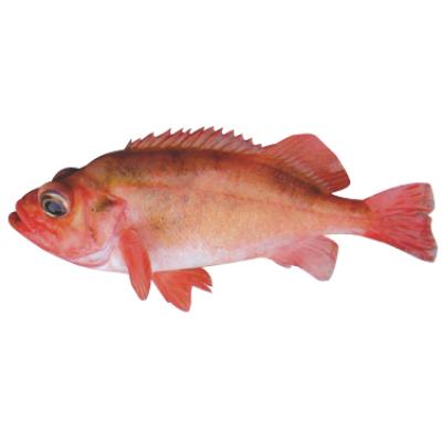 Spro Noorwegen-Exp Red Fish Rig3 Redxbk Okt-B