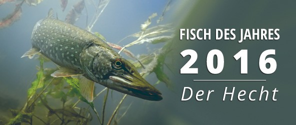 Un grand brochet ! Le poisson de l'année 2016