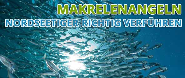 Mackerel fishing - really seduce the North Sea tiger