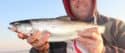 Schleppen auf Meerforelle mit Köderfisch