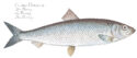 Atlantischer Hering – Fisch des Jahres 2022