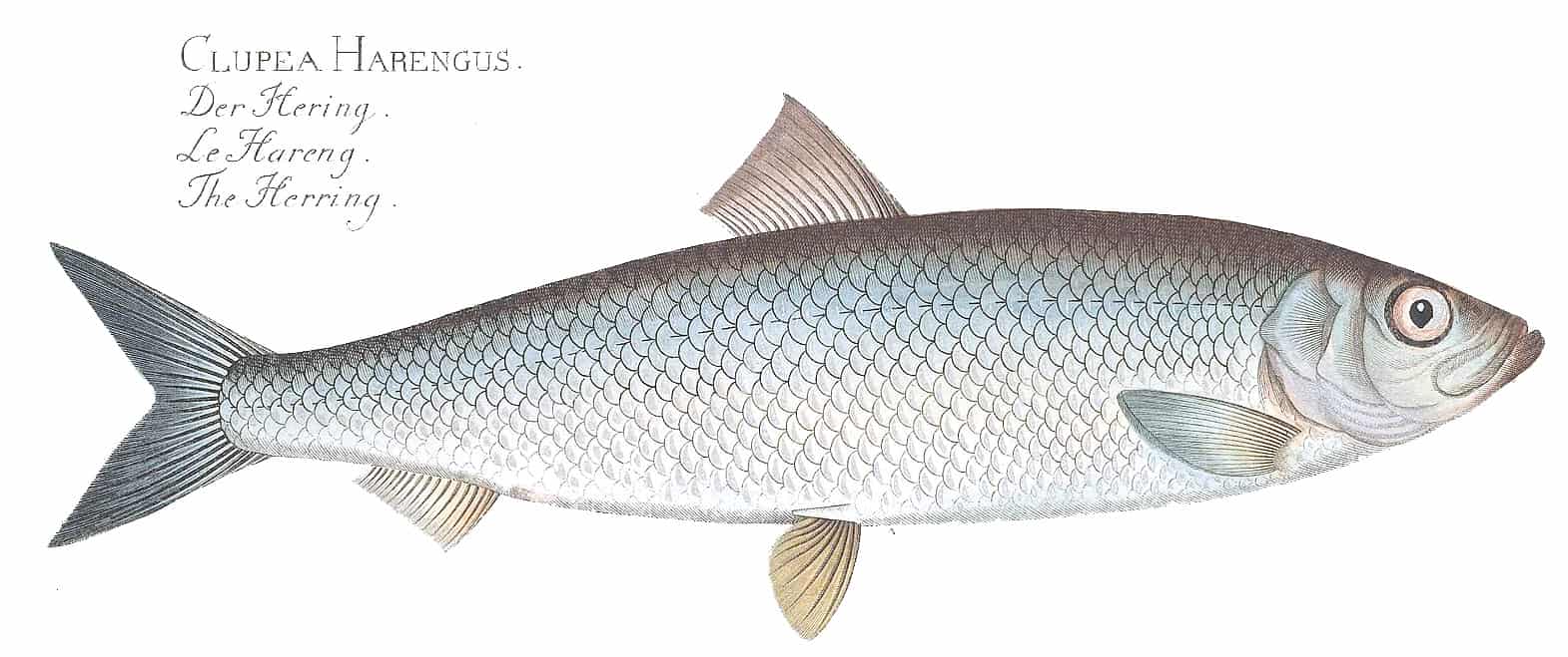 Atlantic herring - Fish of the year 2022