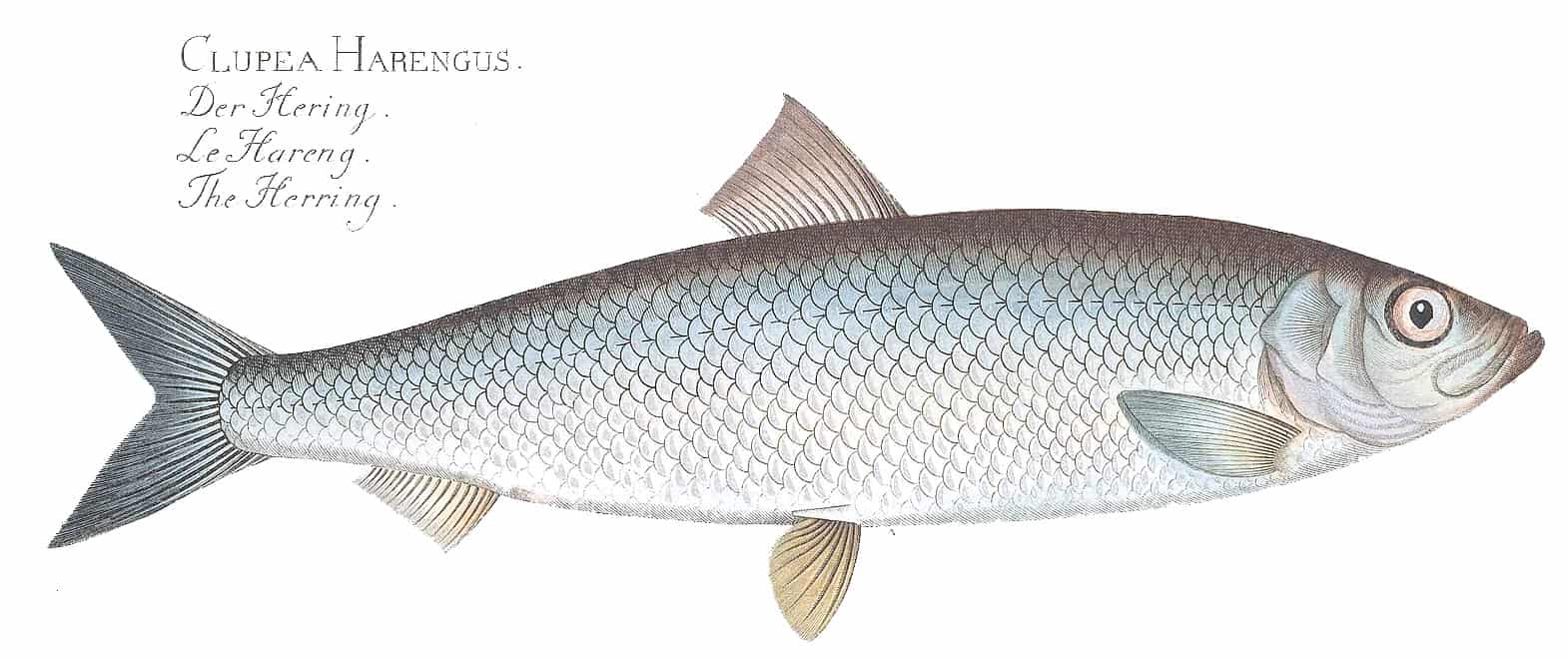 Atlantic herring, Clupea harengus