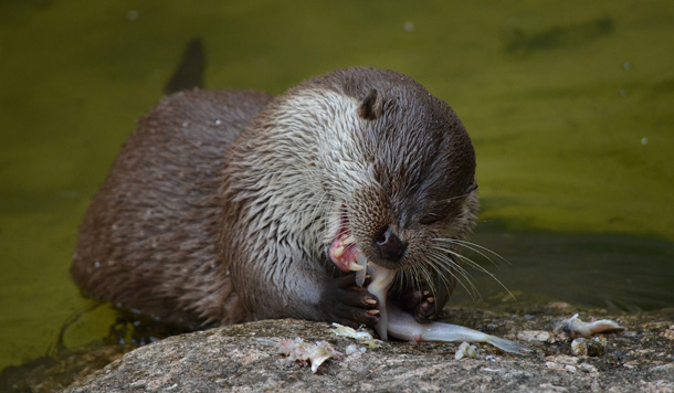 Fischotter zum Abschuss freigegeben