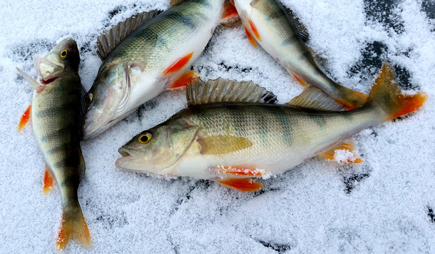 Zielfische im Winter