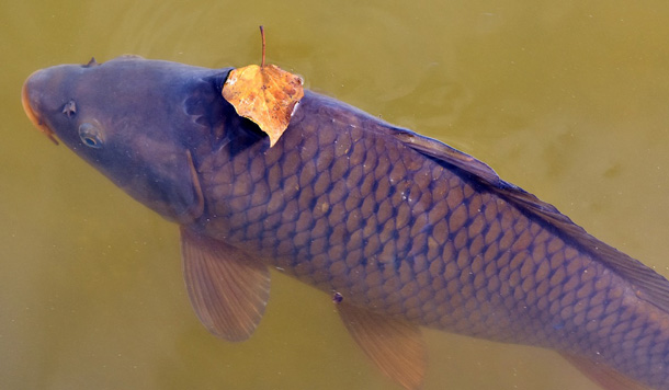 Tag des Fisches – Ein Grund zu feiern?