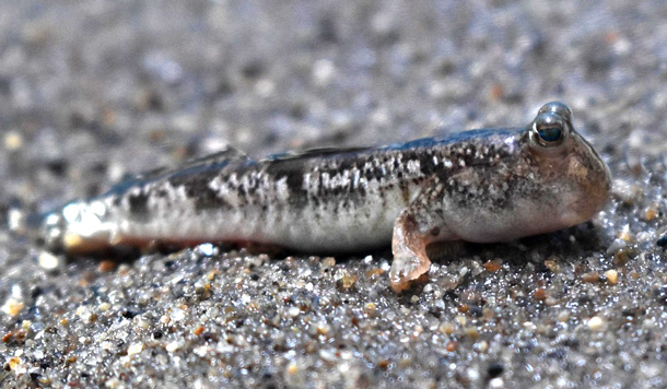 Die Grundel – kleiner Fisch mit großer Wirkung