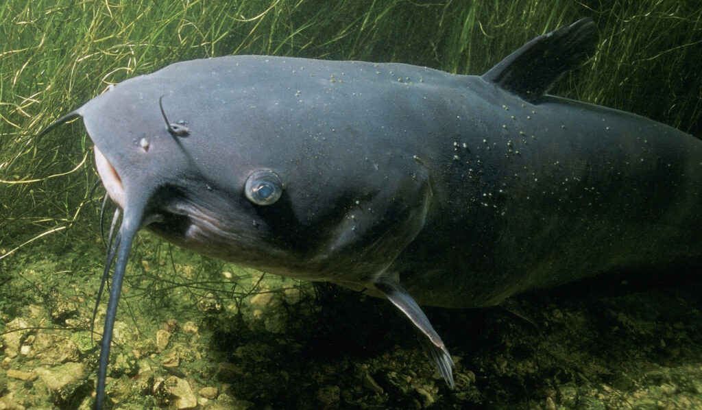 Wels – Fisch des Jahres 2026