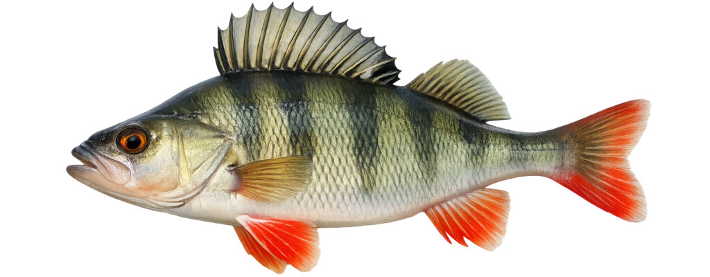 Flussbarsch (Perca fluviatilis)