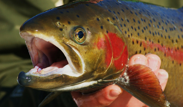 Catch &amp; Release – Theorie und Praxis